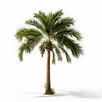 Adira palm tree