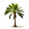 Afton palm tree