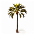 Anita palm tree