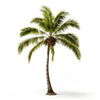 Adela palm tree