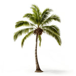 Adela palm tree