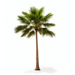 Ailsa palm tree