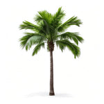 Aimee palm tree