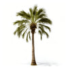 Alphonso palm tree
