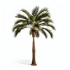 Alvina palm tree