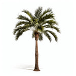 Alvina palm tree