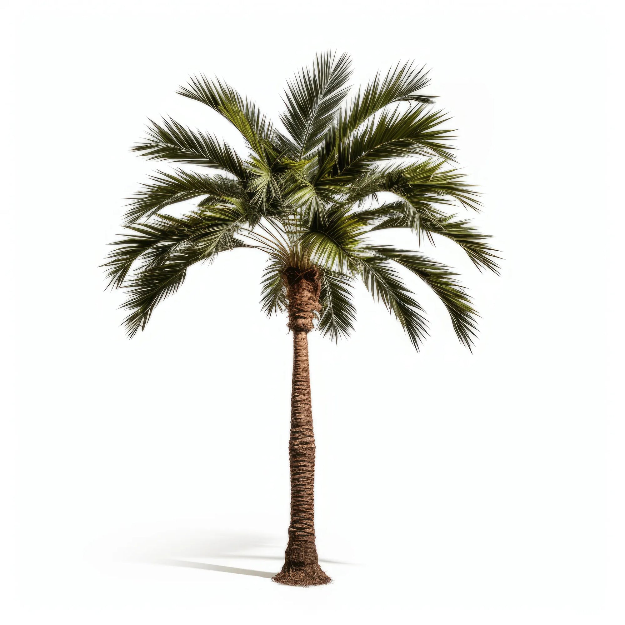 Alvina palm tree