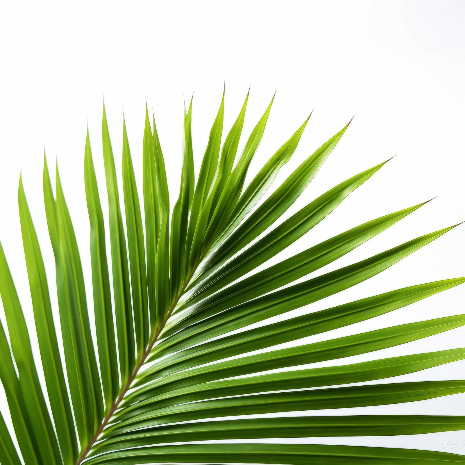 Alika palm tree