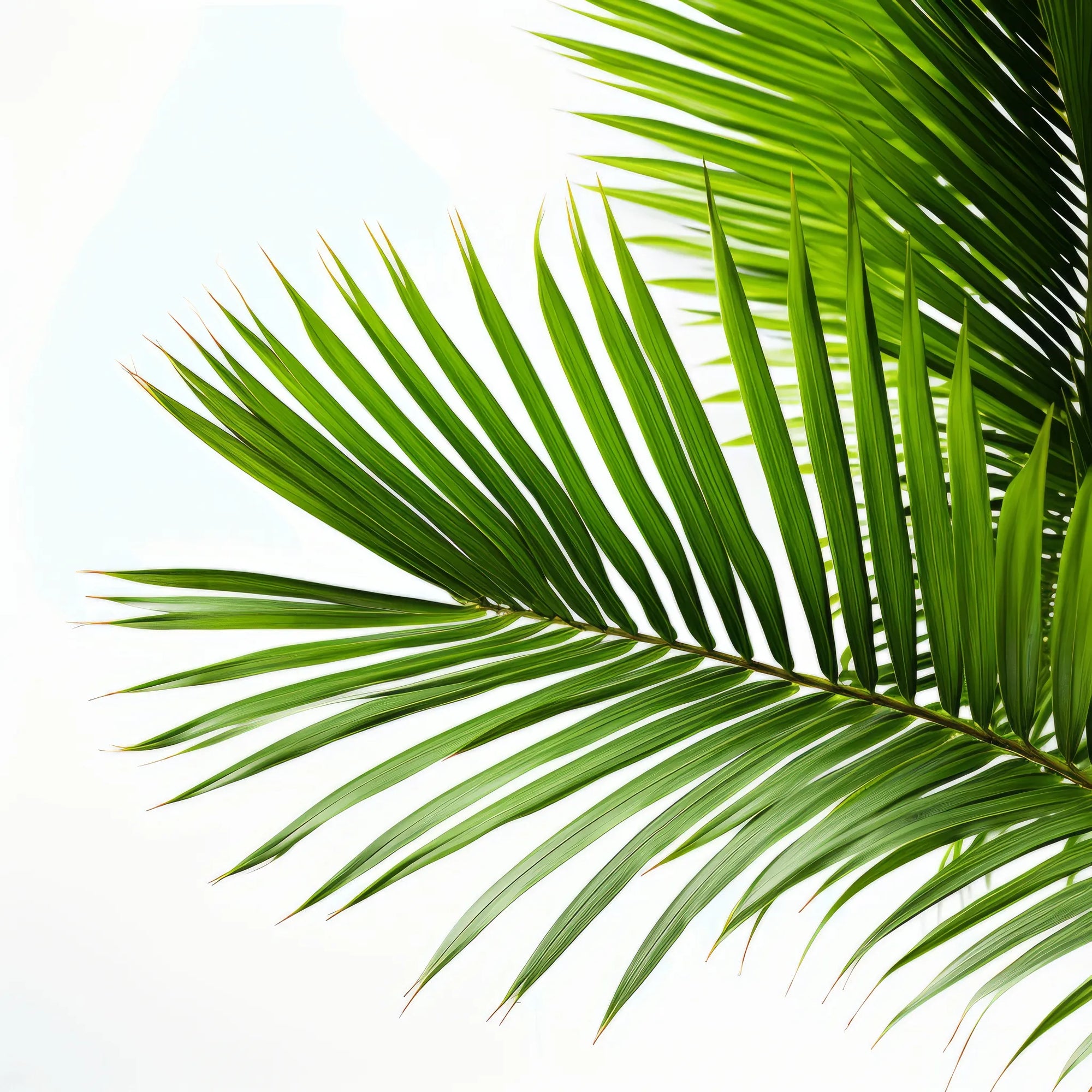 Aimee palm tree