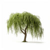 Amelia willow tree