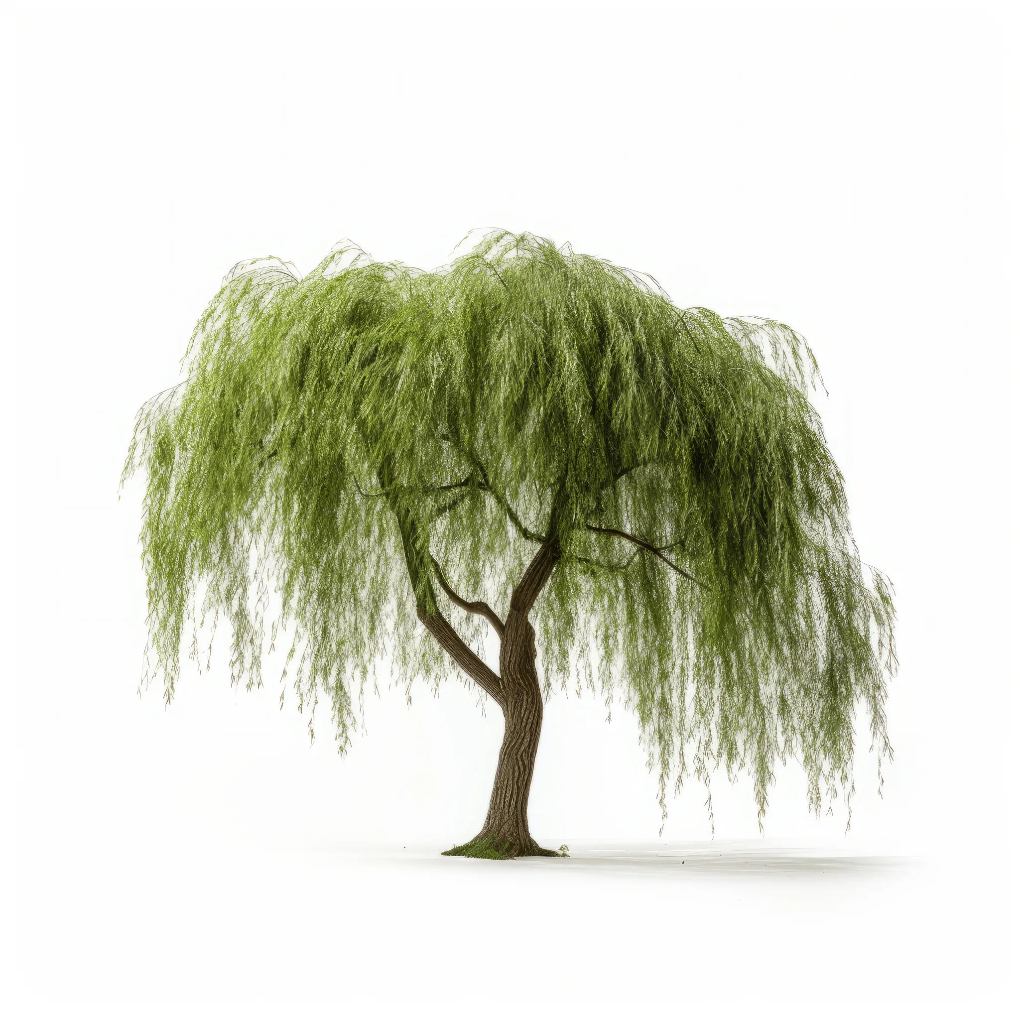 Amelia willow tree
