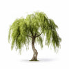 Aleksei willow tree