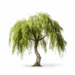 Aleksei willow tree