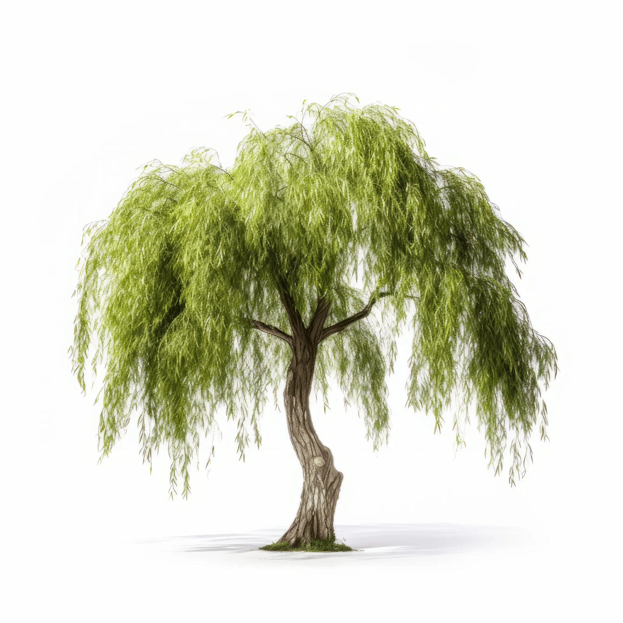 Aleksei willow tree