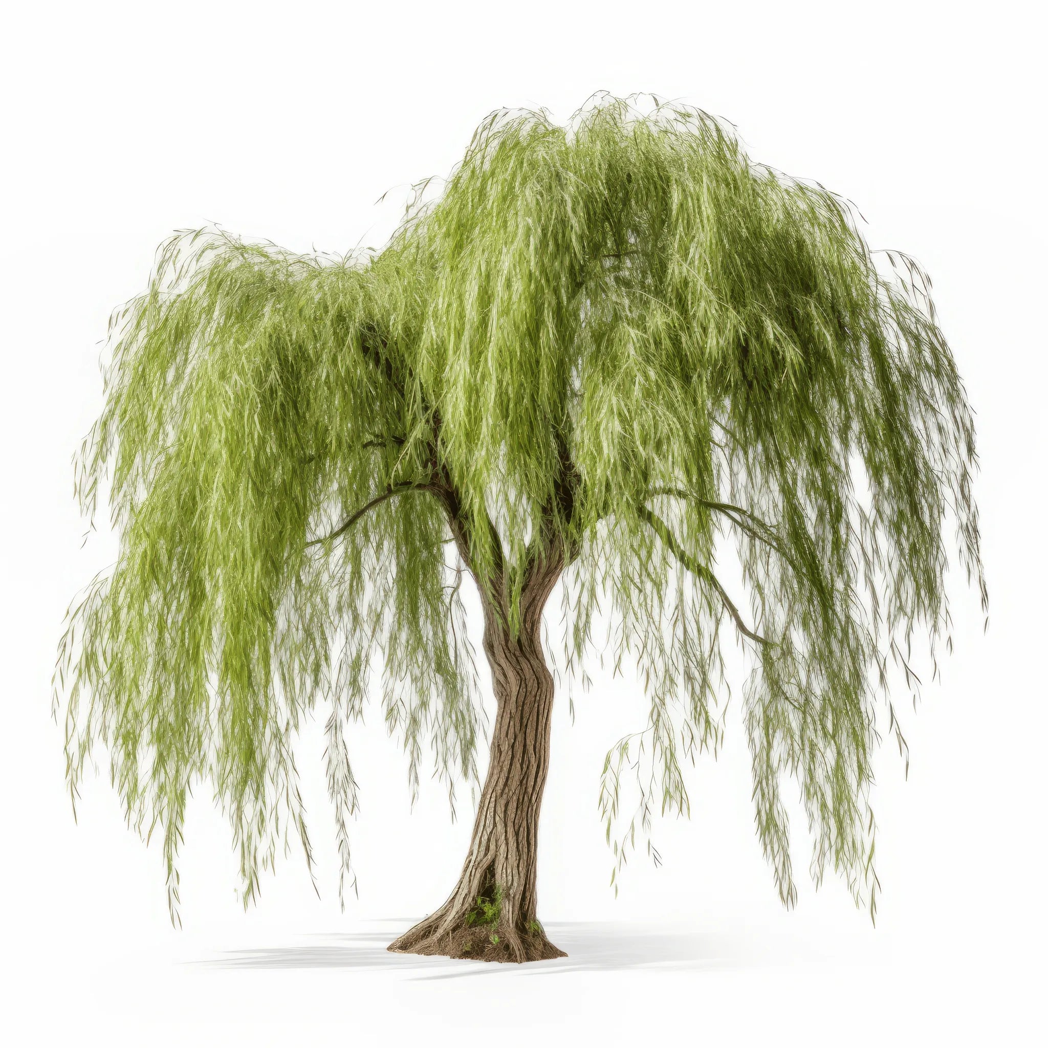 Abram willow tree