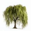 Alouette willow tree