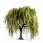 Alouette willow tree