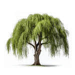 Amadea willow tree