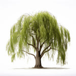 Allegra willow tree
