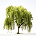 Abina willow tree