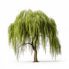 Alina willow tree