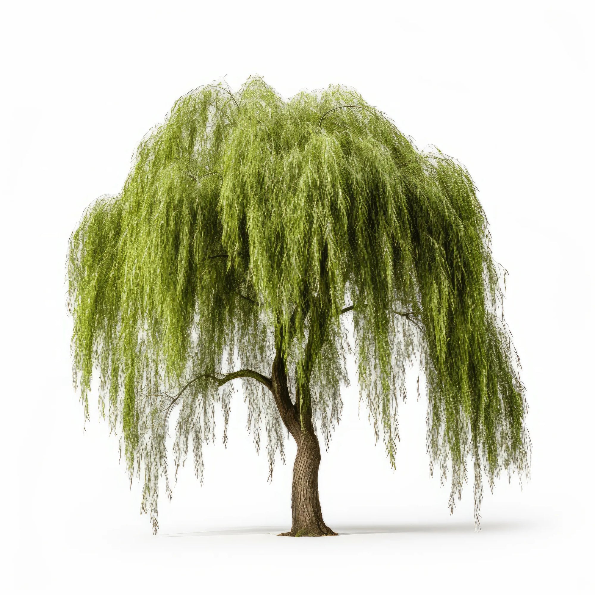 Alina willow tree