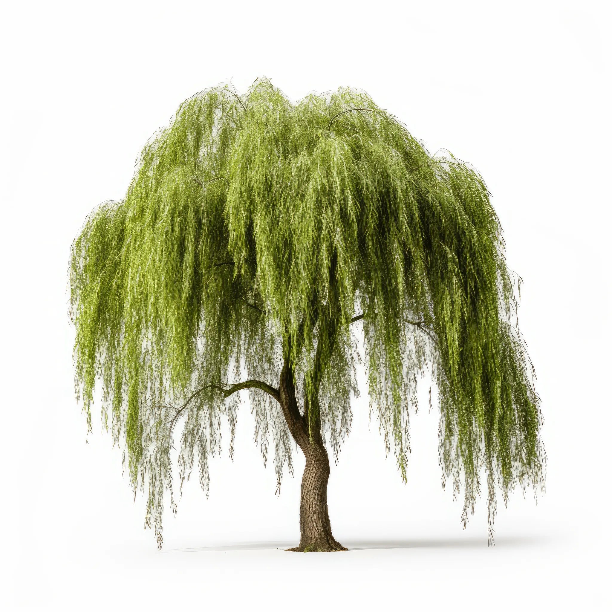 Alina willow tree
