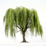Alix willow tree