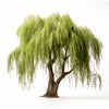 Alva willow tree