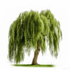 Aditya willow tree