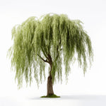 Ami willow tree