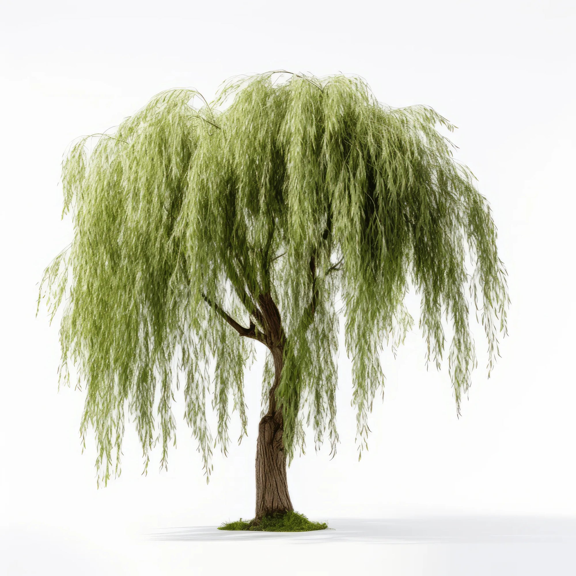 Ami willow tree