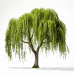 Ariella willow tree