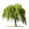 Akari willow tree
