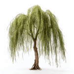 Ayla willow tree