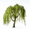 Amelie willow tree