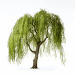 Amelie willow tree