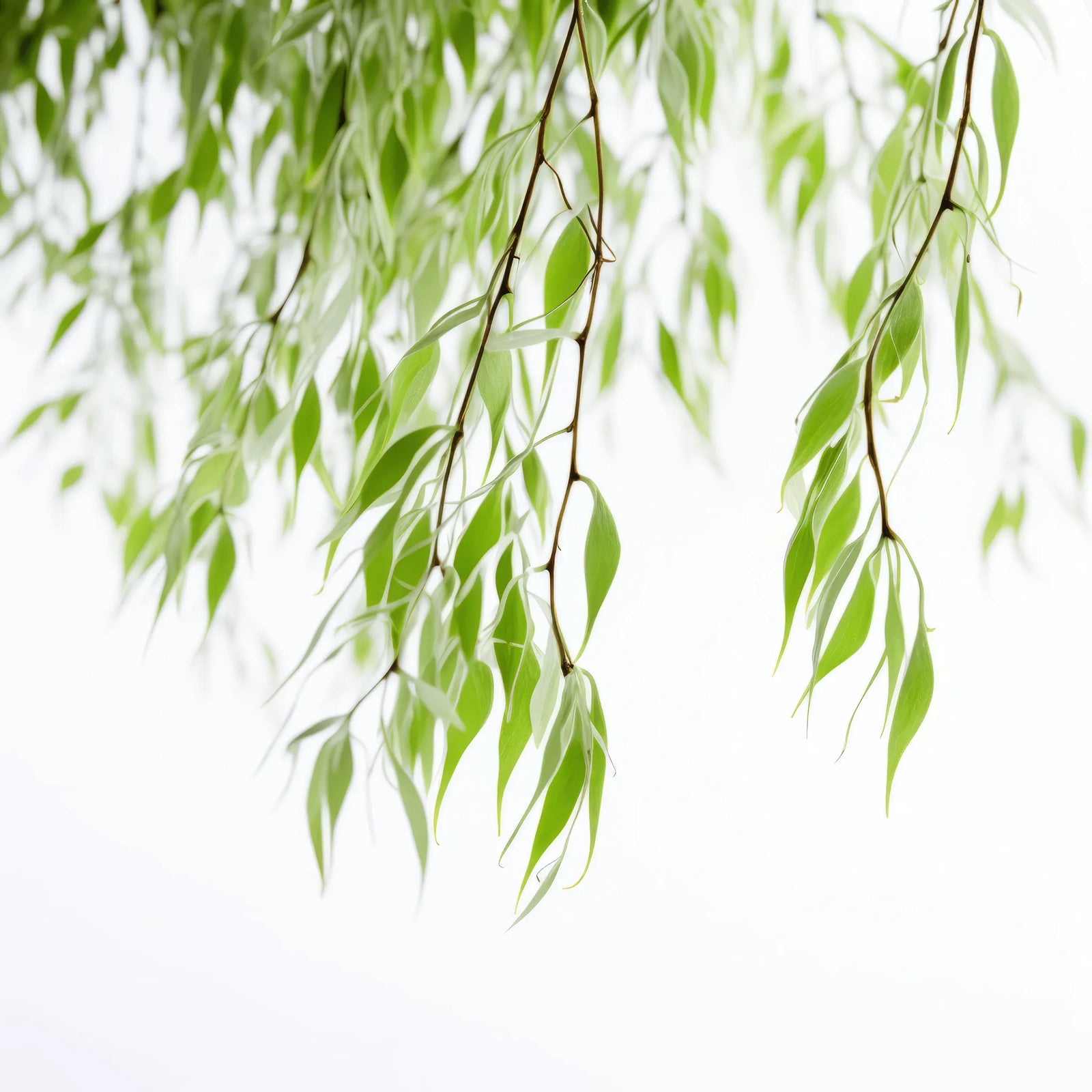 Alva willow tree