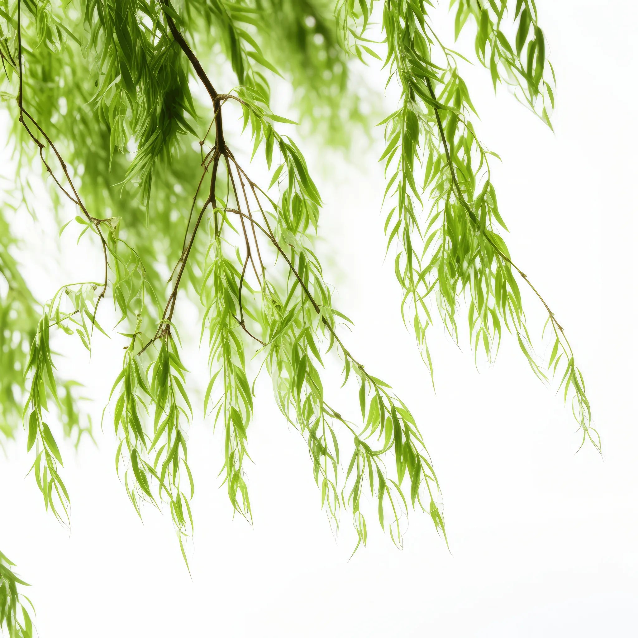 Amadea willow tree