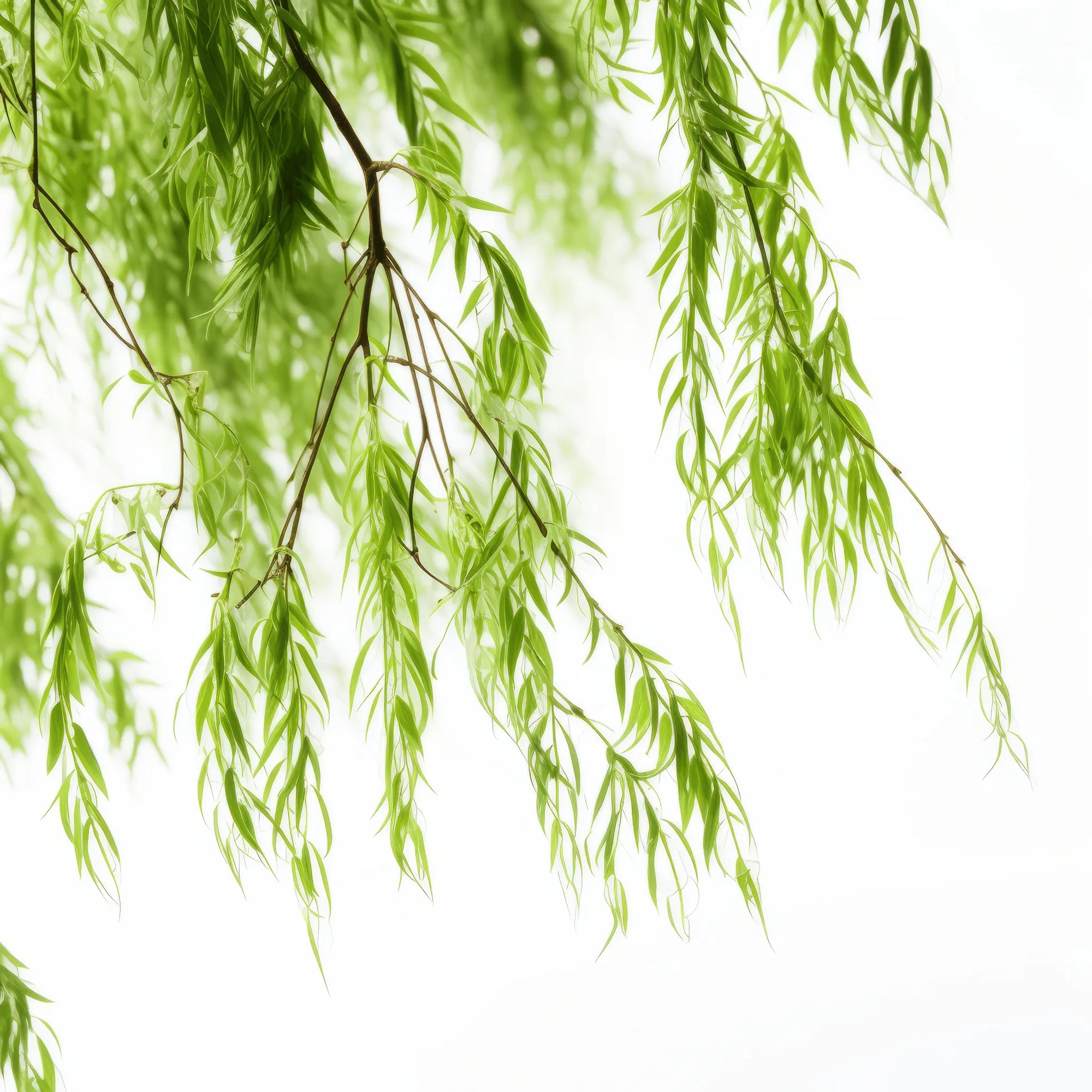 Allegra willow tree